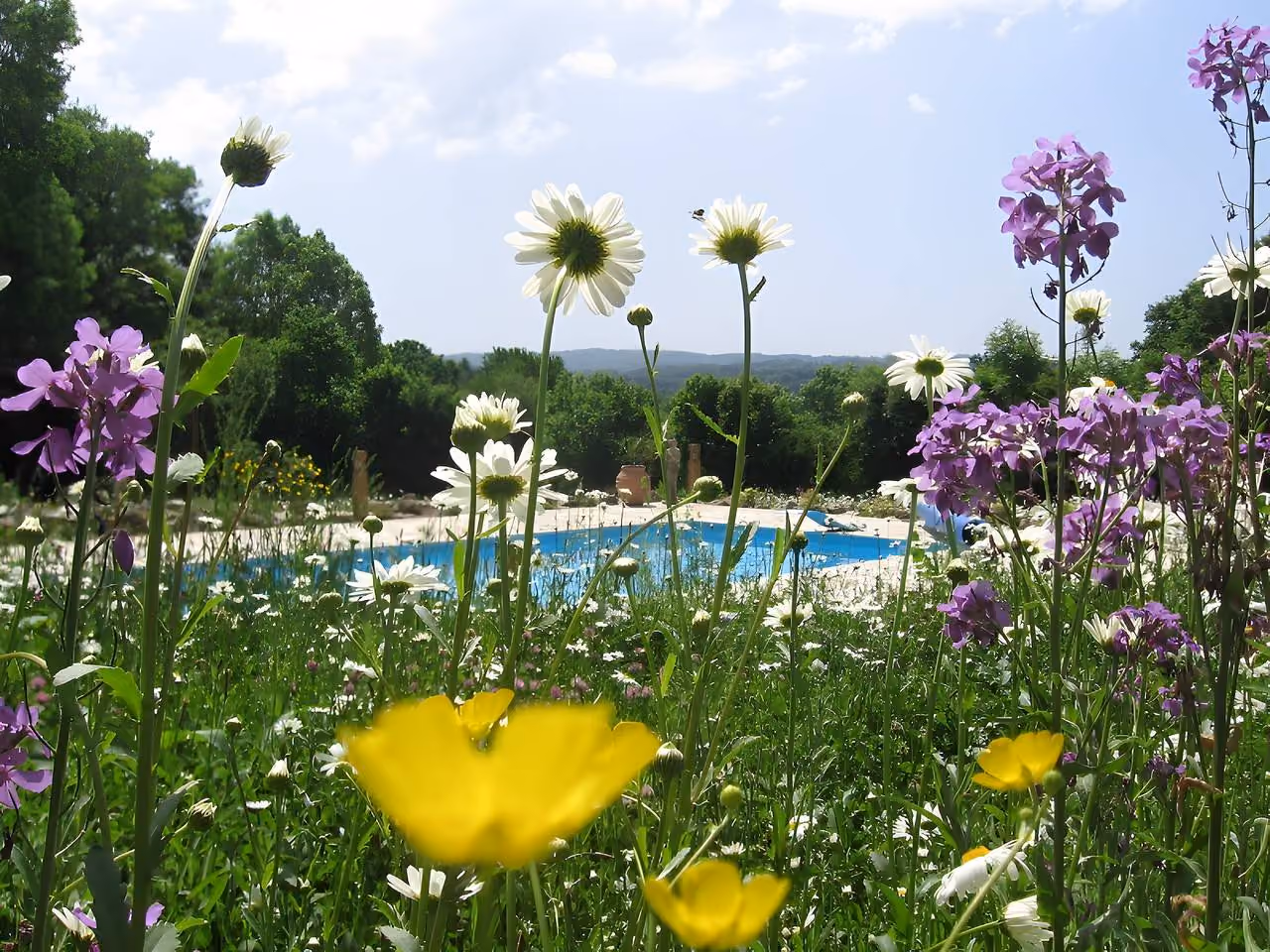 Bloemenweide met margrieten en boterbloemen, met daarachter het zwembad en de heuvels van de Creuse